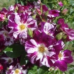 Purple Splash / Перпл Сплеш